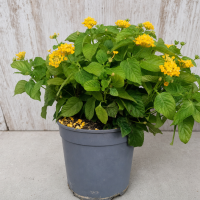 lantana amarilla en maceta (Lantana camara)